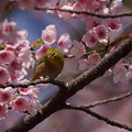 Photos: 桜に目白