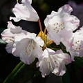写真: 白い石楠花