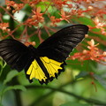 南国の蝶