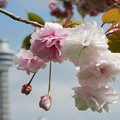 写真: 桜とマルンタワー