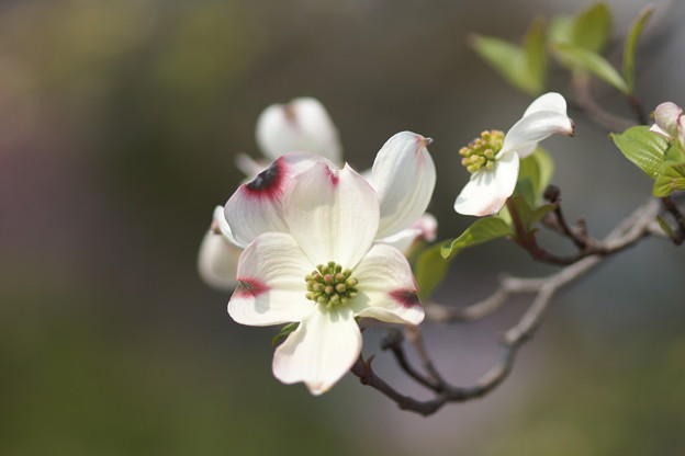 写真: 白い花水木