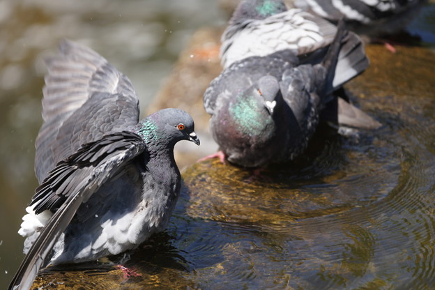 写真: 水浴びする鳩