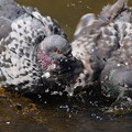 写真: 水浴びする鳩