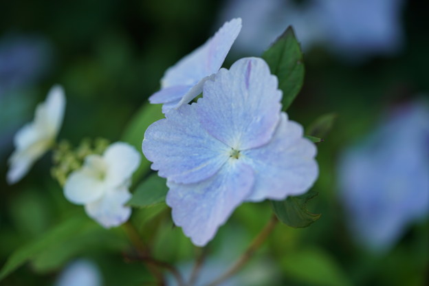 写真: 青い紫陽花