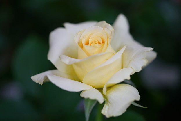 写真: クリーム色の薔薇