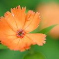 写真: オレンジ色の花