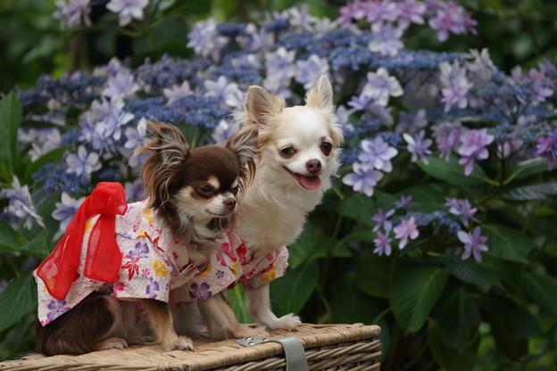 写真: 犬と紫陽花