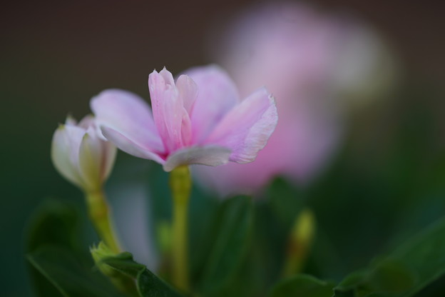 写真: 八重咲きビンカ