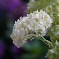 写真: 白い紫陽花