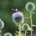 写真: ルリタマアザミにクマバチ