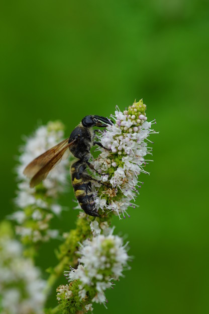 写真: 花と蜂