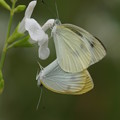 写真: 白い花に白い蝶