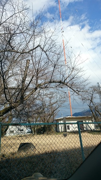 写真: 日本放送協会ラジオ中継局のところのさくら
