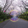 写真: 桜のトンネルにふわり