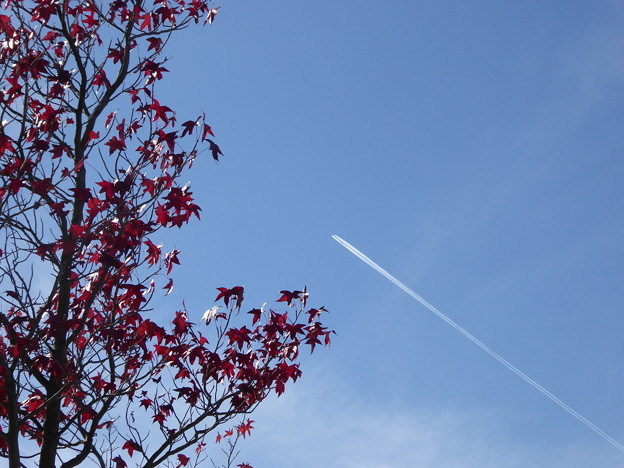 写真: 楓と飛行機雲
