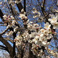 Photos: 2016年の桜も3月に 〜SakuSakura
