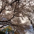 今春も見守ってたパンダくんと桜満開ラスト日 〜life is....