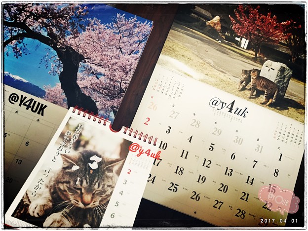 @y4uk月スタート 〜April spring cat sakura