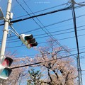 桜と青空と信号、電線、電柱の街角 〜名所が全てじゃない