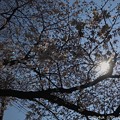 桜と青空と逆光 〜Under the Sun 4.4