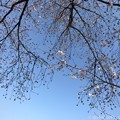 桜と青空と鉄塔が喜んでいる 〜blue sky, cherry blossom, steel tower 4.4