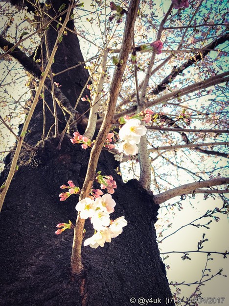 桜の木の桜に 〜happiness 4.4
