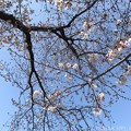 4.4桜の木の真ん中に頭上に… 〜おわかりだろうか？