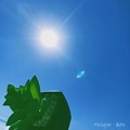 青空太陽に観葉植物を！ 〜Instagram