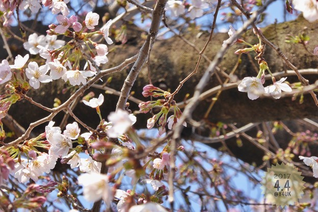 桜の蕾 〜これから生きる