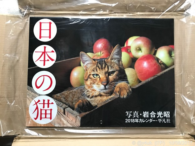 ねこ写真が生きてる〜岩合光昭ワールド全開〜&quot;日本の猫カレンダー&quot;もう到着オーラに悶絶
