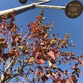 11.21街路樹の紅葉〜紅に染まったこのオレを♪〜autumn in orange red leaves