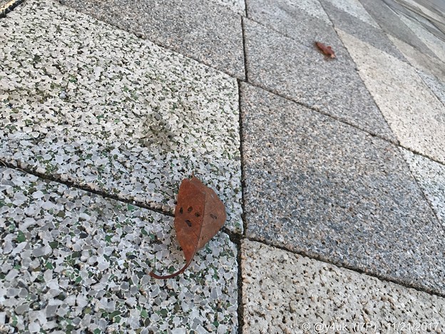 舞い落ちた落ち葉、離れた2枚〜見にい紅葉〜autumn in leaves