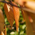 紅葉の枯葉〜autumn in zoom mix
