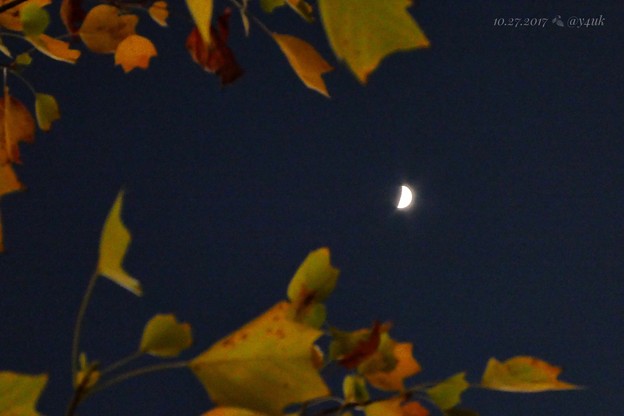 紅葉＋三日月＝最高〜autumn in leaves moon nights mix