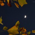 紅葉＋三日月＝最高〜autumn in leaves moon nights mix