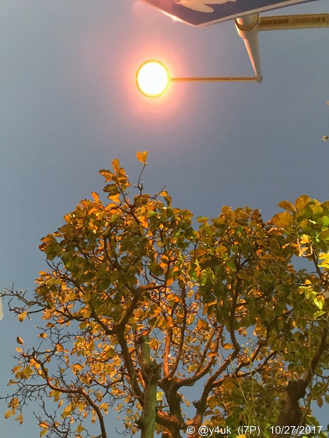 街灯で自然にライトアップ街路樹の紅葉〜lightup leaves street