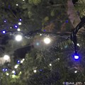 Photos: Night Xmas Tree 〜夜に輝く青と白〜iPhoneでボケ〜