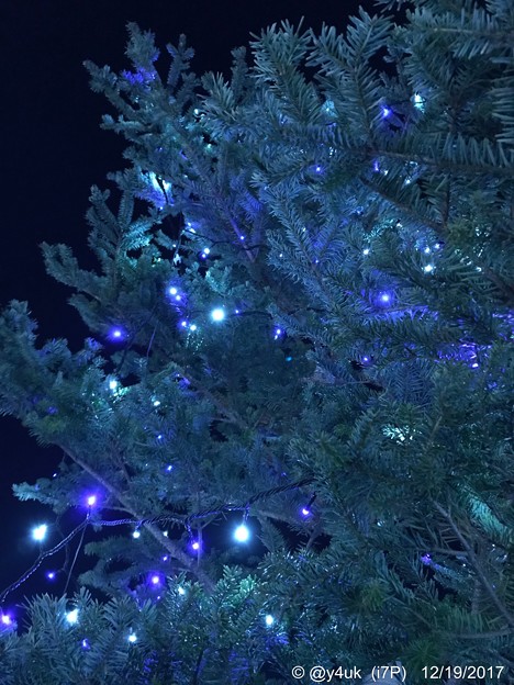 Photos: Blue & White Lights Nights Xmas Tree [WB cold edit]