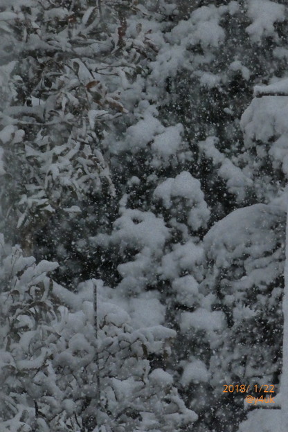 Photos: 樹木にも葉にも降り積もる大雪〜舞う天使たちが銀世界を作っていた〜silent snow world〜シャッター優先