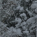 Photos: 樹木にも葉にも降り積もる大雪〜舞う天使たちが銀世界を作っていた〜silent snow world〜シャッター優先