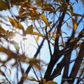 leaves of Valentine&#039;s OM-D day, light in the sun〜その向こうへ〜E-M10markII 25mmF1.8 絞り優先