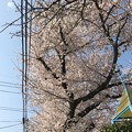 桜満開＋青空＋電線 〜暑い気温の中で3.28.2018〜2012年も同日満開でした