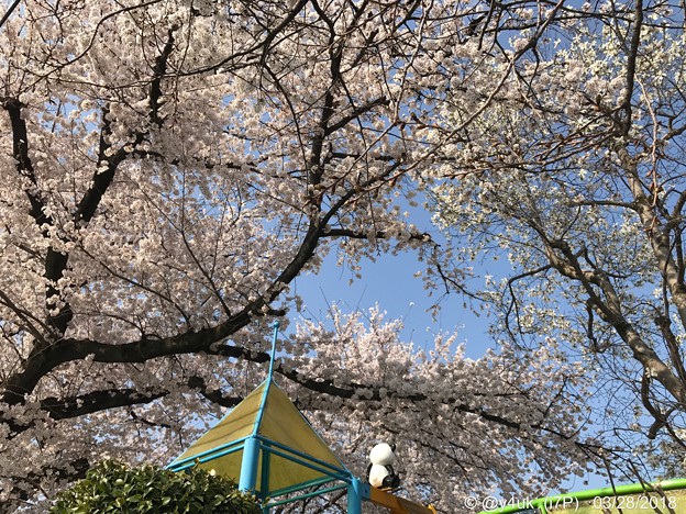 桜満開＋青空をパンダくん今年もお花見る背中〜何十年もそこから見守っているきみが大好き(^o^)ありがとう