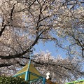 Photos: 桜満開＋青空をパンダくん今年もお花見る背中〜何十年もそこから見守っているきみが大好き(^o^)ありがとう