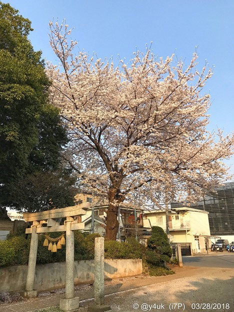 Photos: 夕陽に照らされる桜満開・新緑・鳥居〜sunset cherryblossom on smile people ;)