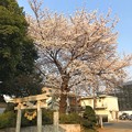 夕陽に照らされる桜満開・新緑・鳥居〜sunset cherryblossom on smile people ;)