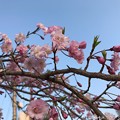 青空＋なんていう桜？(・ω・)cherryblossom &amp; blue sky on sunset