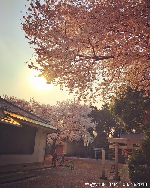 Sunset sky with Heartwarming Cherryblossom 〜逆光に照らされる桜満開と一期一会の出会い別れ〜小さな神社にて-instagram ver-