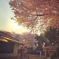 Photos: Sunset sky with Heartwarming Cherryblossom 〜逆光に照らされる桜満開と一期一会の出会い別れ〜小さな神社にて-instagram ver-