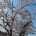 桜満開＋青空OLYMPUSブルー！毎年何十年観てきた。でも今年は悲しい現実に涙。[OM-D E-M10MarkII, 12-40mmF2.8PRO]12mm(24mm)